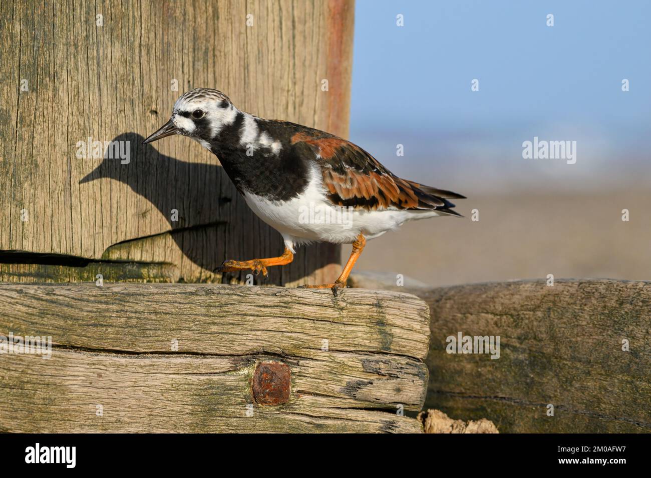 Turnstone, Ruddy Turnstone, Arenaria interpres Adult breeding piumaggio uccello a piedi su un groyne di legno Norfolk aprile Foto Stock