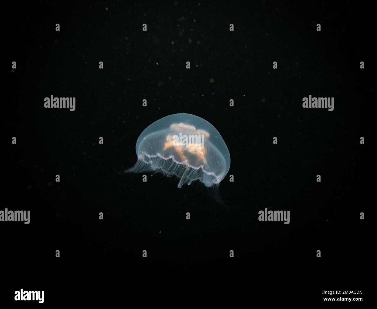 Un'immagine ravvicinata di una medusa lunare o Aurelia aurita con sfondo nero dell'acqua di mare. Foto di Oresund, Malmo Svezia. Immersioni in acqua fredda Foto Stock