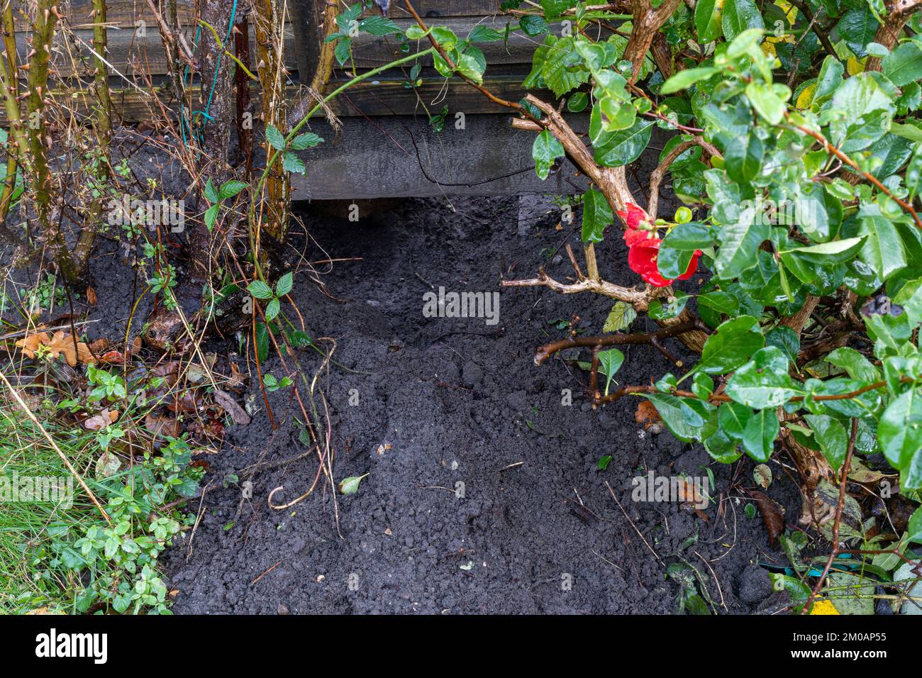 Un grande buco sotto una recinzione del giardino scavato da una volpe, segni di fauna selvatica del giardino, Inghilterra, Regno Unito Foto Stock