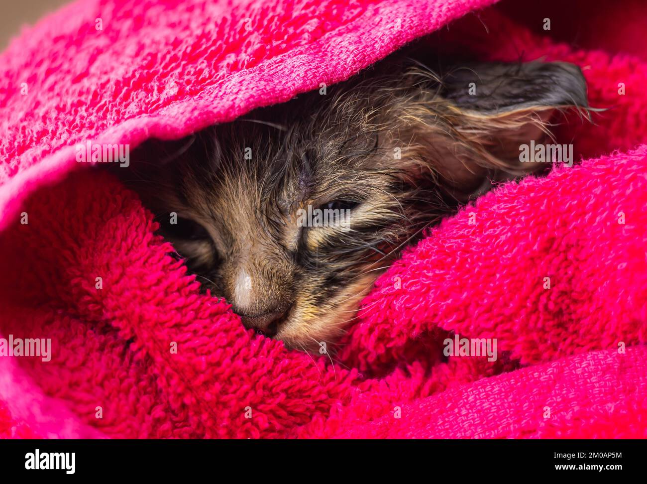 Cucciolo piccolo in un asciugamano. Gattino carino dopo il bagno avvolto in un asciugamano rosa con occhi bellissimi. Appena lavato amabile gatto lanuginoso con asciugamano intorno al suo h Foto Stock