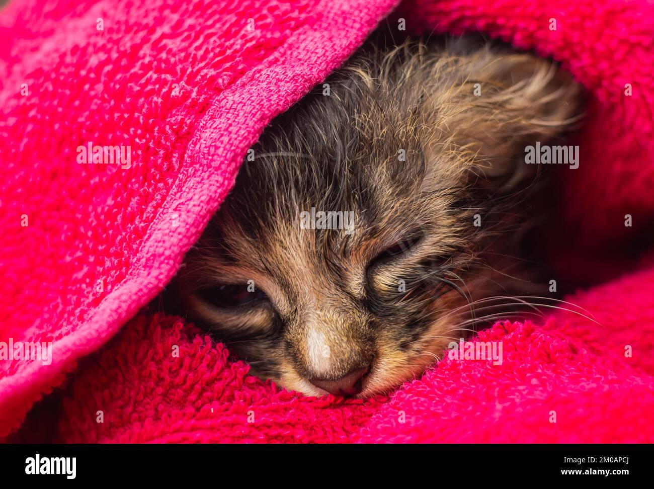 Cucciolo piccolo in un asciugamano. Gattino carino dopo il bagno avvolto in un asciugamano rosa con occhi bellissimi. Appena lavato amabile gatto lanuginoso con asciugamano intorno al suo h Foto Stock