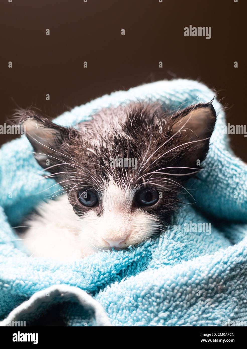 Cucciolo piccolo in un asciugamano. Gattino carino dopo il bagno avvolto in asciugamano blu con occhi bellissimi. Appena lavato amabile gatto lanuginoso con asciugamano intorno al suo h Foto Stock