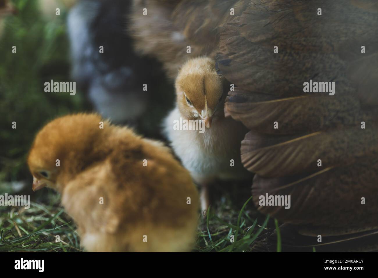 Chicken Hiding dietro la sua Madre Hen's Wing su un prato verde su biologico pollame Farm. Profondità di campo bassa Foto Stock