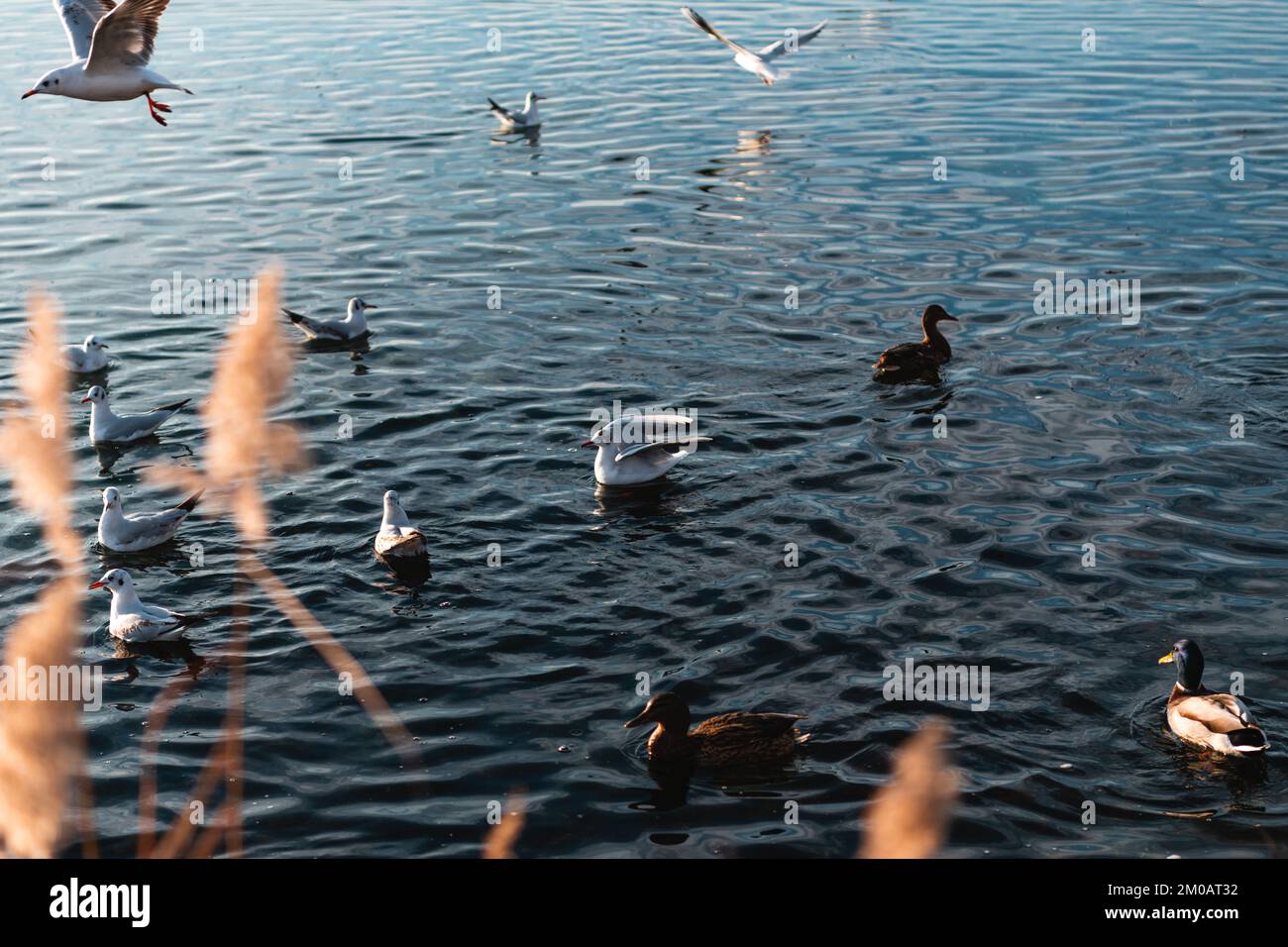 Gabbiani e anatre su un lago Foto Stock