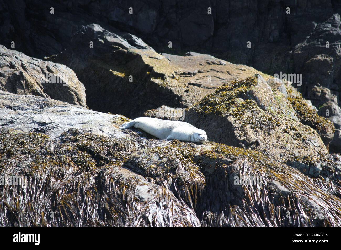 Sigillo bianco appoggiato su rocce Foto Stock