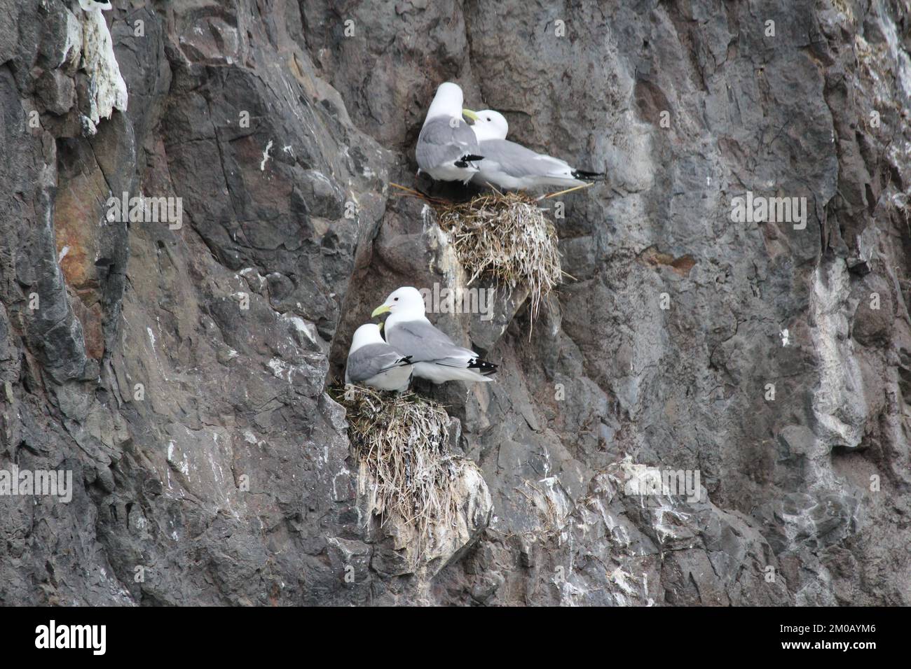 Gabbiani di mare che riposano su una scogliera Foto Stock