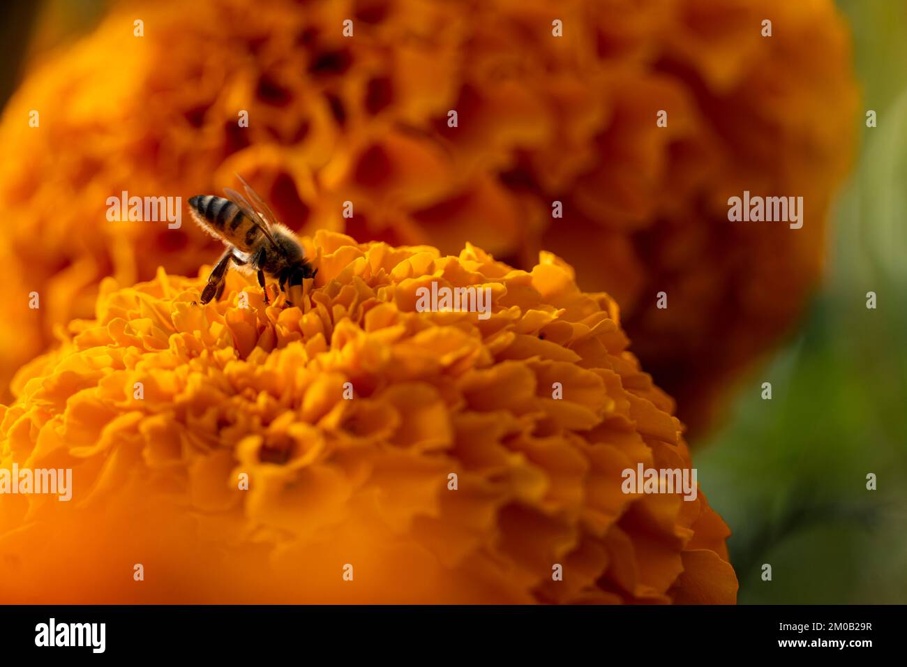 ape mangiare su fiori di cempasuchil nel campo primo piano Foto Stock