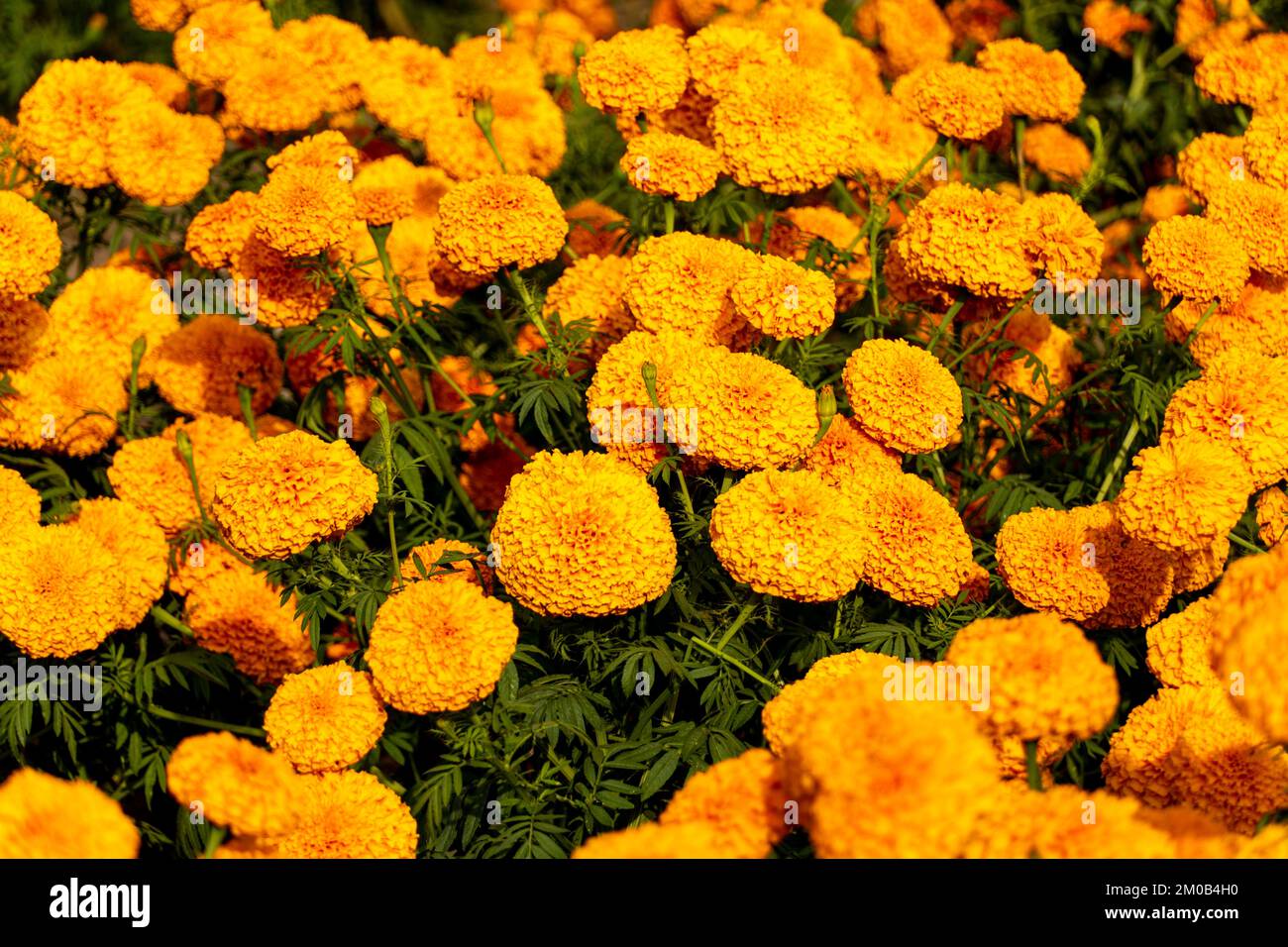 Kenikir o Tagetes erecta questa pianta ha un aroma forte ma ha bei fiori cempasuchil Foto Stock