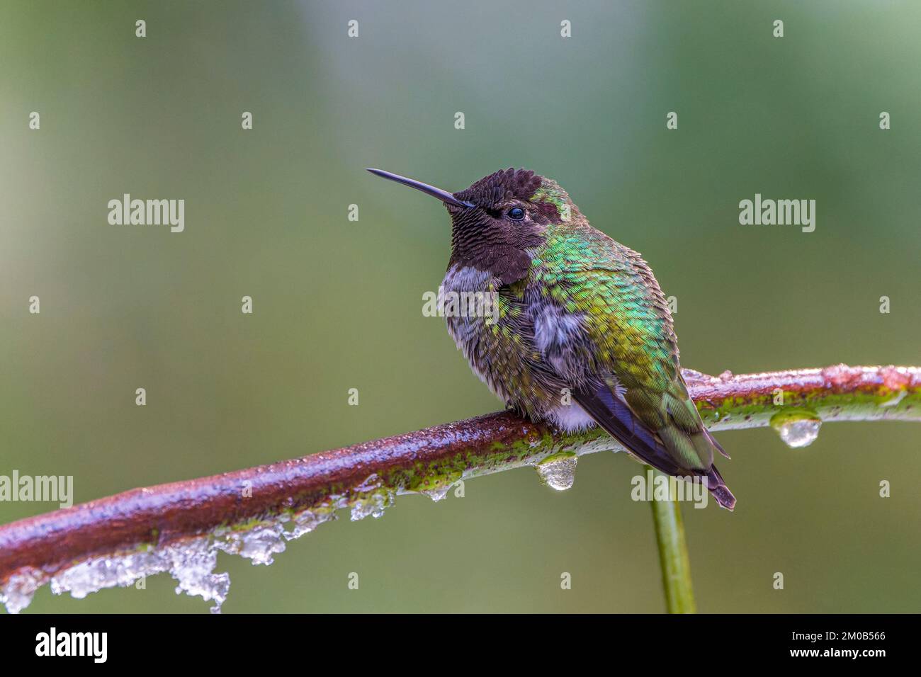 Un Hummingbird di Anna (Calypte anna) svernante arroccato su un ramo coperto di ghiaccio Foto Stock