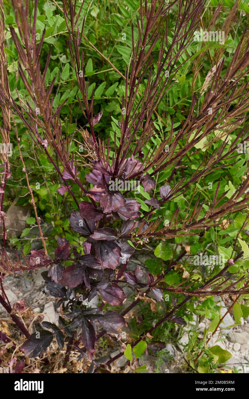 Baccelli di semi di porpora rossa di pianta di Barbarea vulgaris Foto Stock