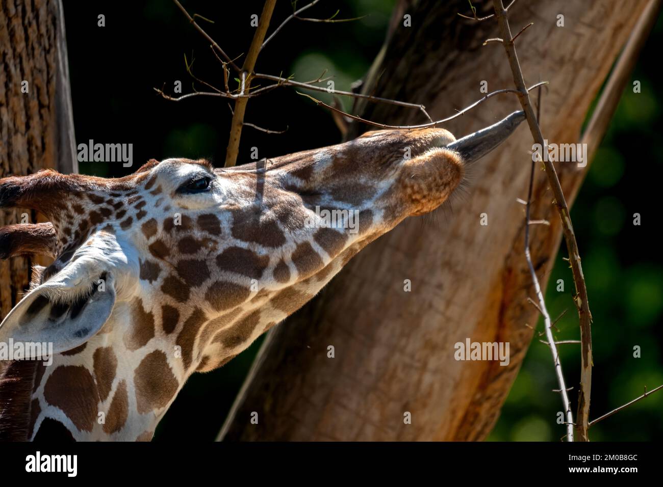 Un primo piano di una bella giraffa con la lingua fuori allo zoo Foto Stock