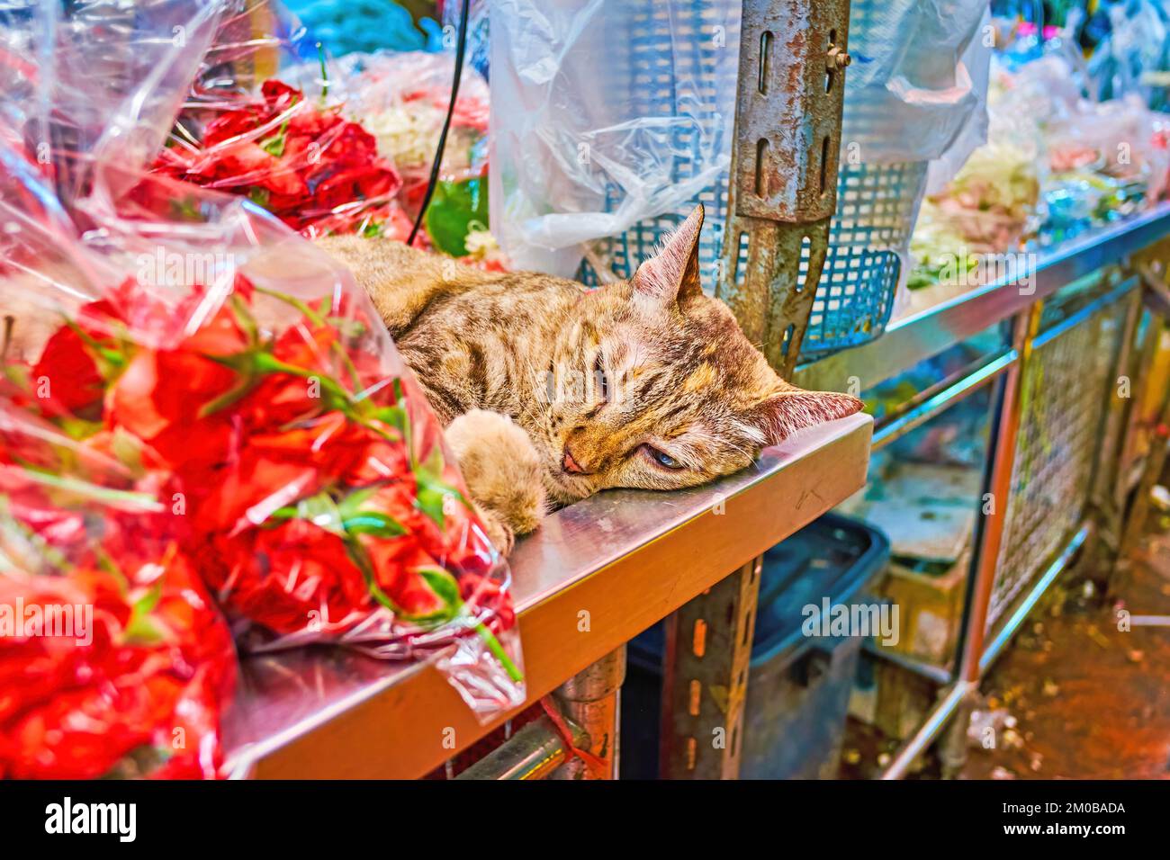 Il gatto che dorme tra i pacchi con fiori di rosa freschi sul tavolo in Pak Khlong Talat mercato dei Fiori, Bangkok, Thailandia Foto Stock