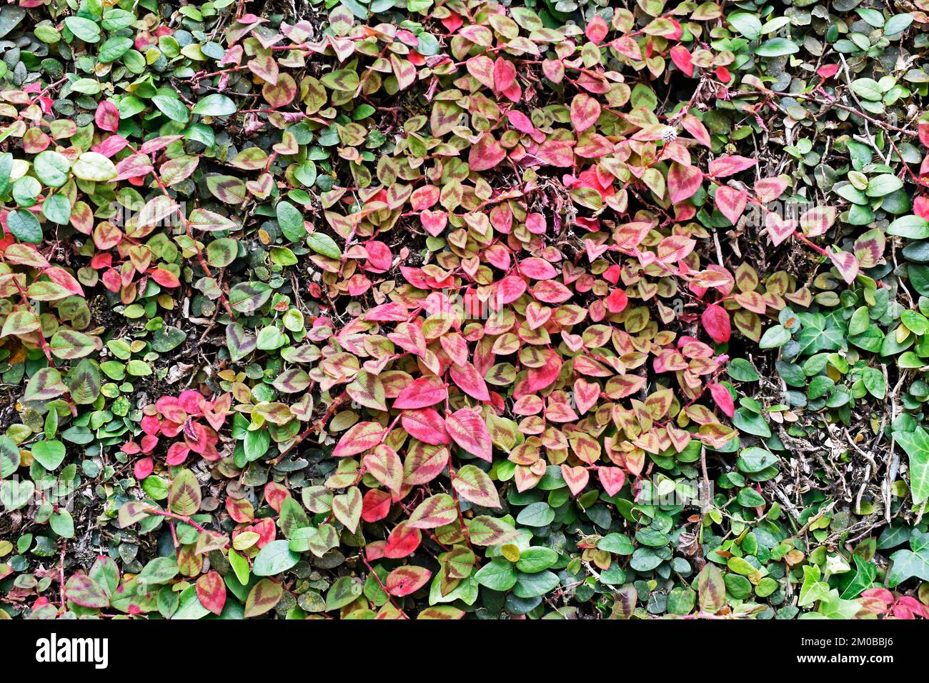 Foglie rosa di amaranto del globo (Gomphrena globosa) sul muro Foto Stock