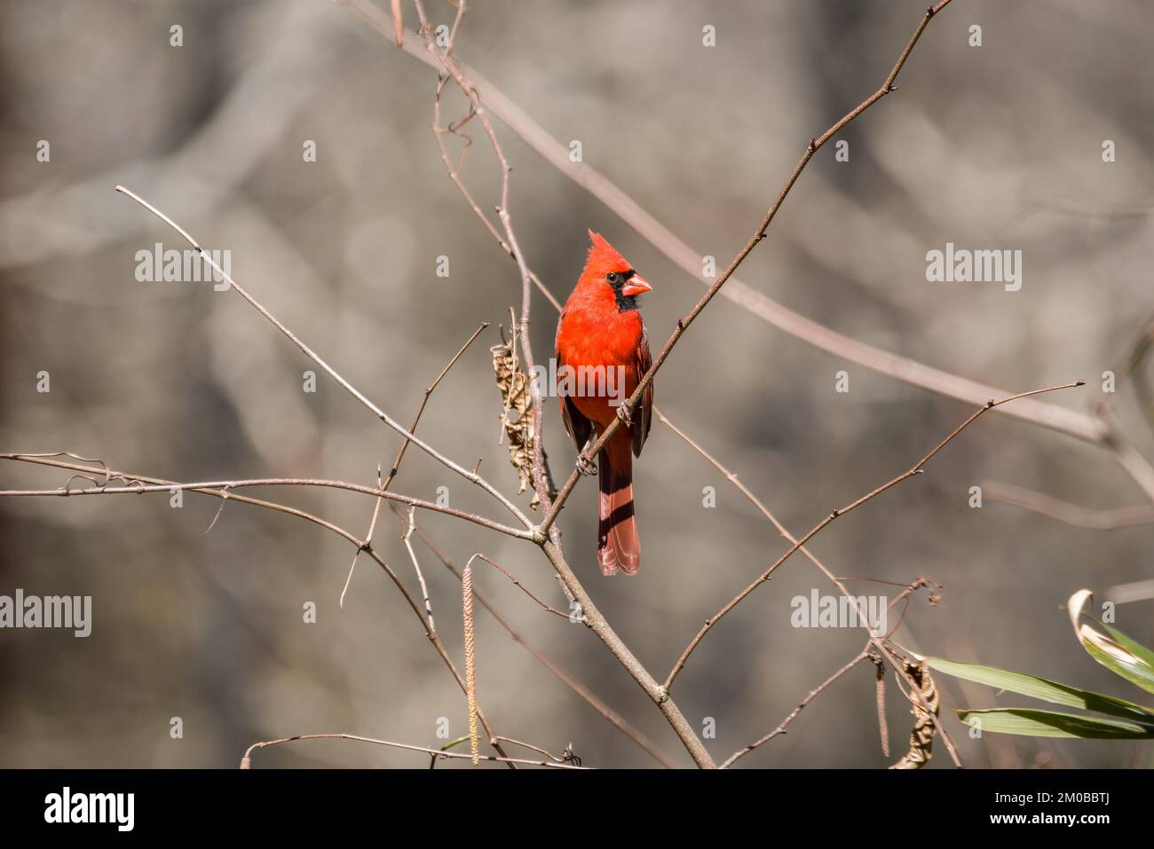 Un uccello cardinale maschio in piumaggio arroccato su un ramo evidenziato dalla luce del sole nel tardo inverno Foto Stock