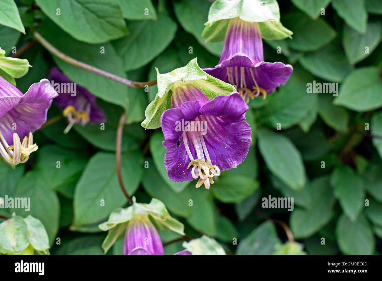 Coppa-e-piattino vite o cattedrale campane fiori (Cobaea scandens) in giardino Foto Stock