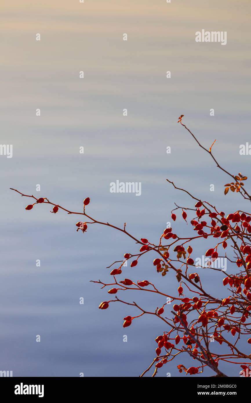 Rosa fianchi su uno sfondo di acqua increspata a Steveston British Columbia Canada Foto Stock