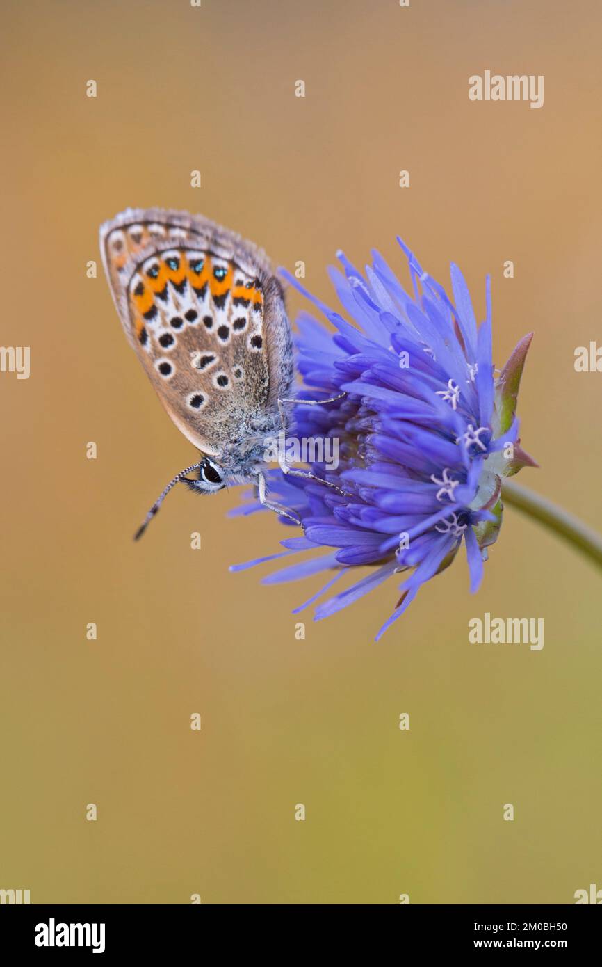 Blu argentato (Plebejus argus) femmina farfalla alimentazione sul nettare di pecora-bit / margherita blu (Jasione montana) in brughiera in estate Foto Stock