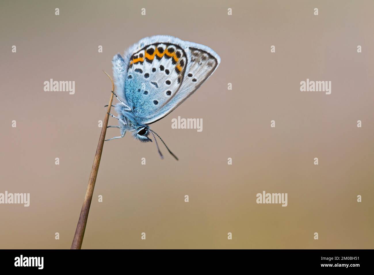 Farfalla maschio blu argentato (Plebejus argus) in brughiera in estate Foto Stock