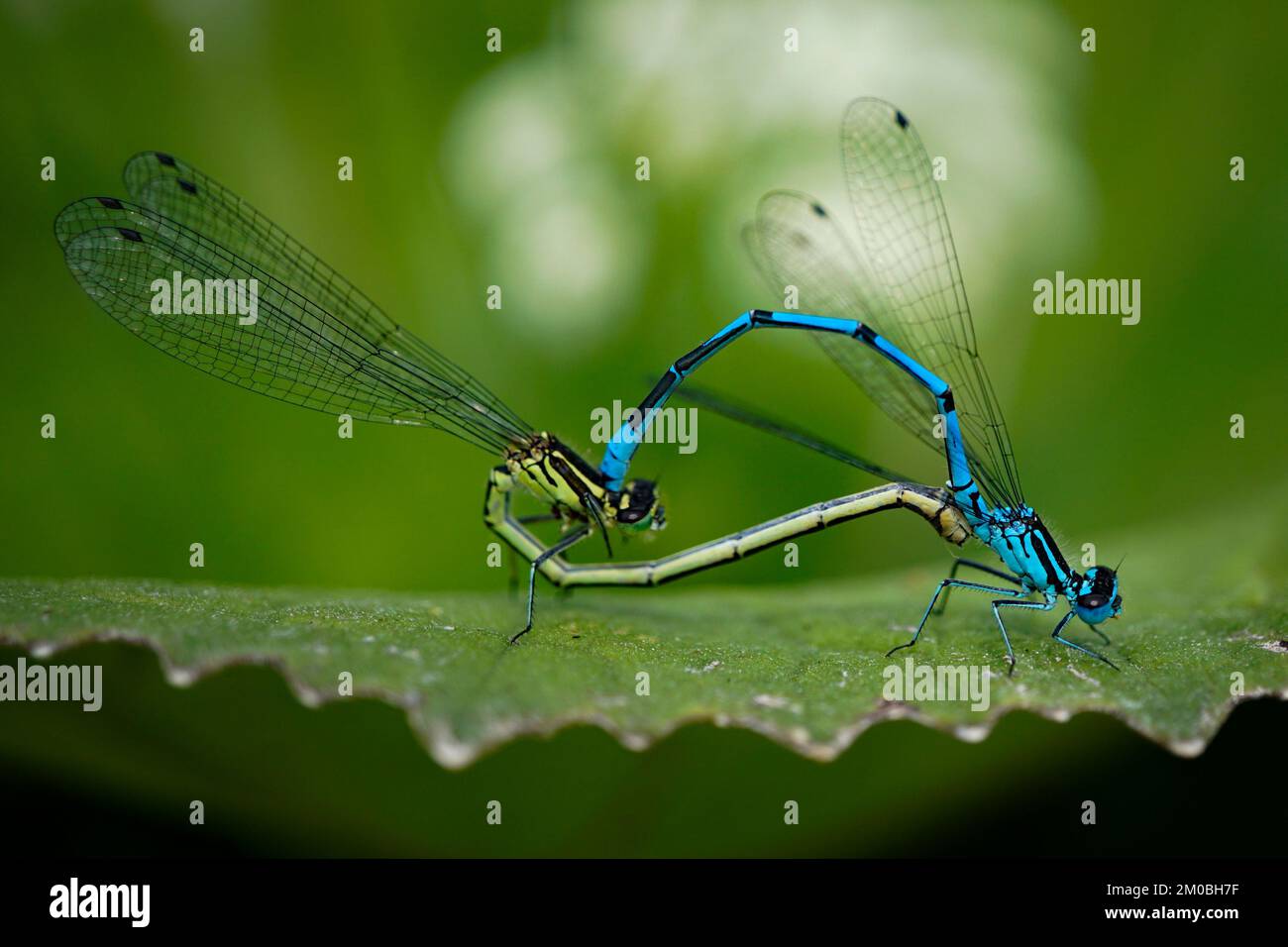 Due libellule nella stagione di accoppiamento Foto Stock