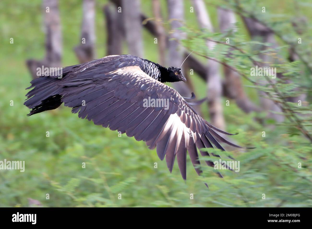 Horned Screamer (Anhema cornuta) volando. uccello tipico dell'amazzonia Foto Stock