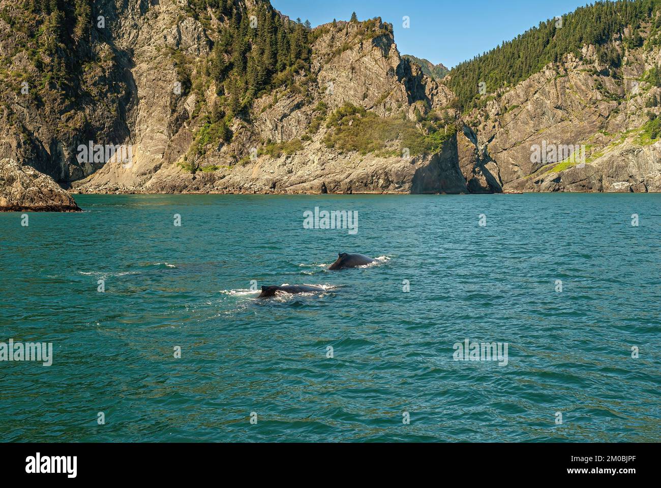 Resurrection Bay, Alaska, USA - 22 luglio 2011: 2 pinne posteriori di balena nera emergono dall'acqua azzurra con la costa rocciosa marrone sul retro, parzialmente coperta da Foto Stock