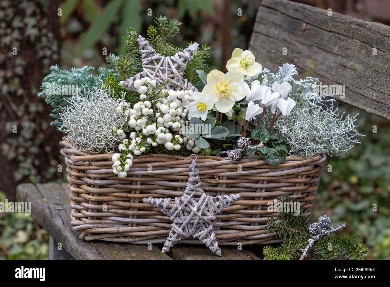 niger helleborus, brughiera bianca, fiore di ciclamino e cespuglio a cuscino nel cesto nel giardino d'inverno Foto Stock
