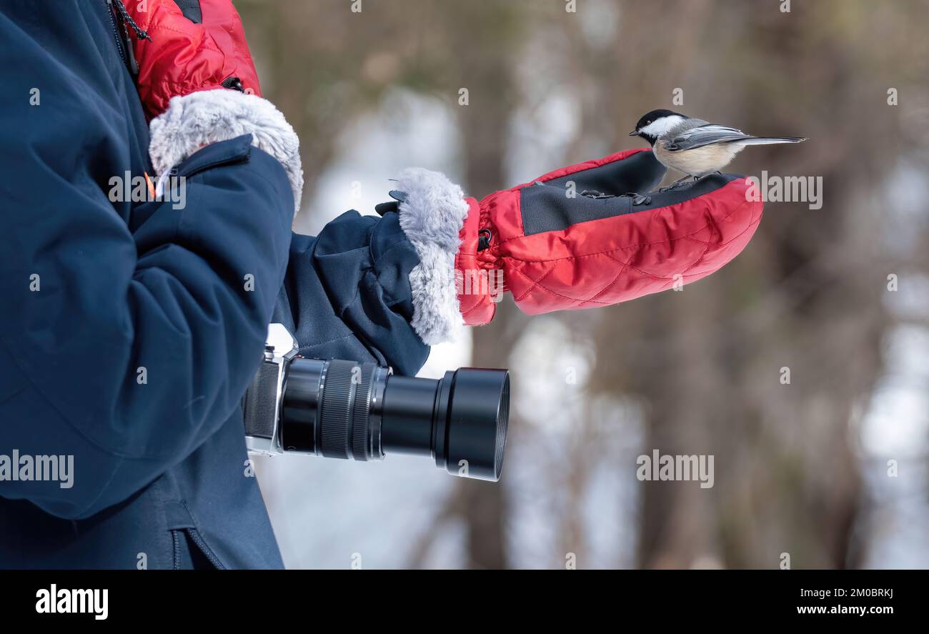 Chickadee con cappuccio nero (atricapillus poecile) mangiare semi di girasole da un miten del fotografo, in inverno Foto Stock