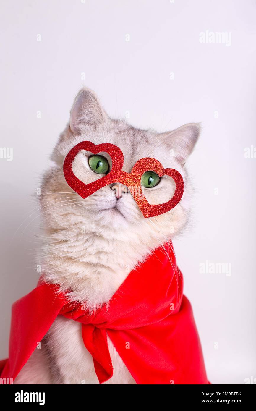 Ritratto di un adorabile gatto bianco in una maschera rossa a forma di cuori e di un mantello rosso. Foto Stock