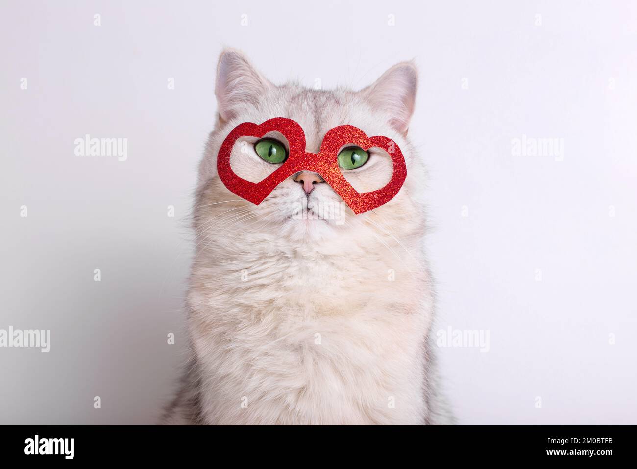 Ritratto di un bel gatto bianco in una maschera rossa a forma di cuori Foto Stock
