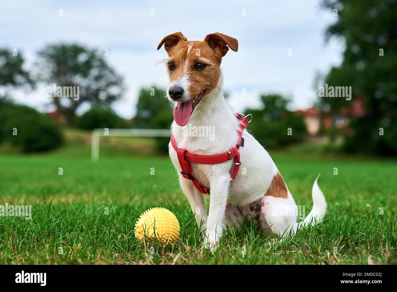 Carino cane attivo camminare all'erba verde, giocare con la palla giocattolo. Primo piano ritratto all'aperto del divertente Jack Russell Terrier Foto Stock