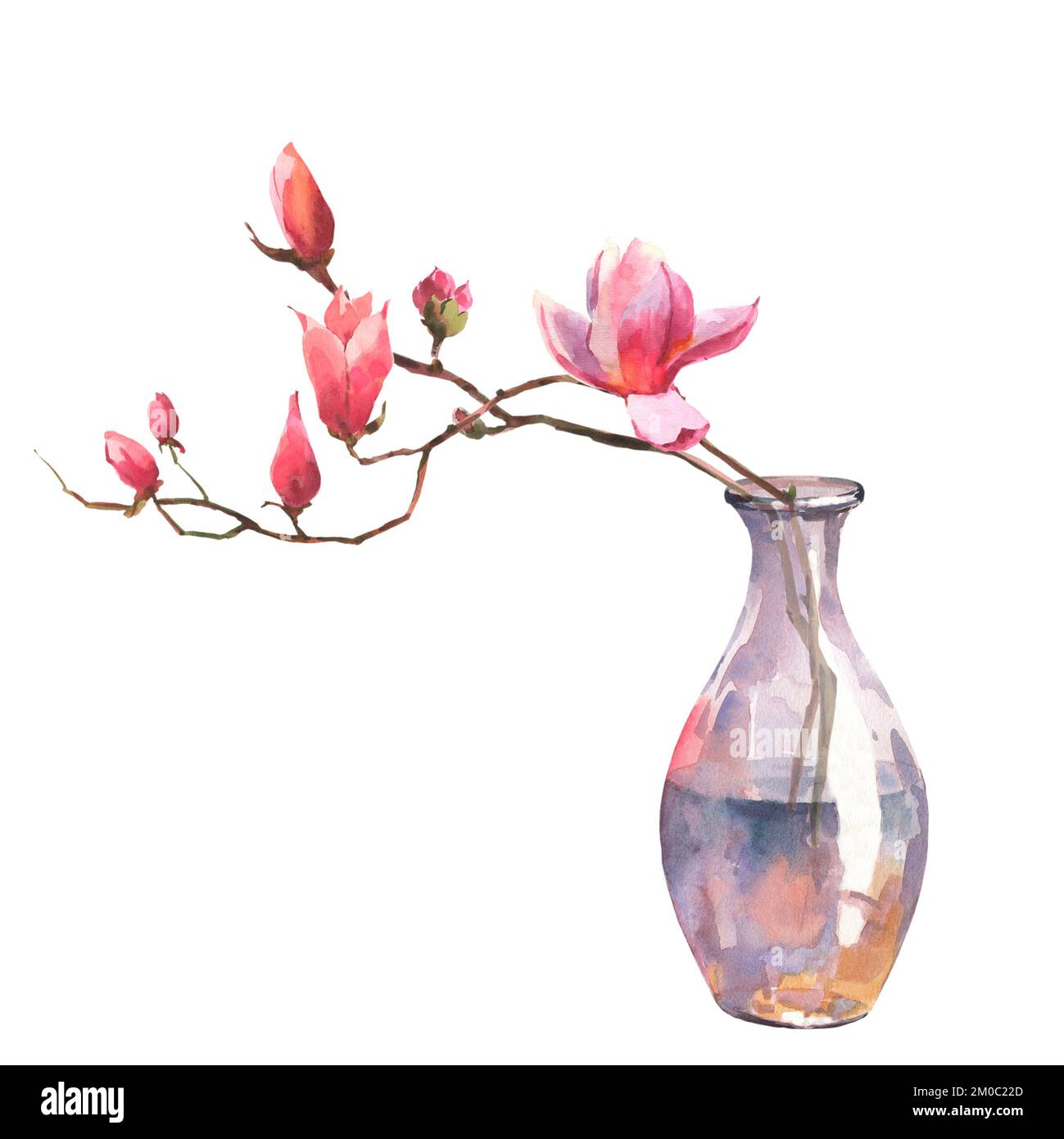 Acquerello illustrazione di un ramo di magnolia in vaso trasparente isolato su sfondo bianco. Arredamento per la casa. Foto Stock