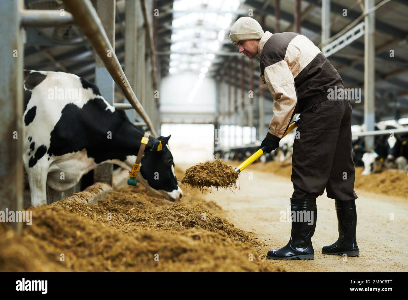Vista laterale del giovane agricoltore maschio con l'utensile da lavoro che si piega sul foraggio mentre vi mette fucina fresca per il pacco di mucche da latte purebred Foto Stock