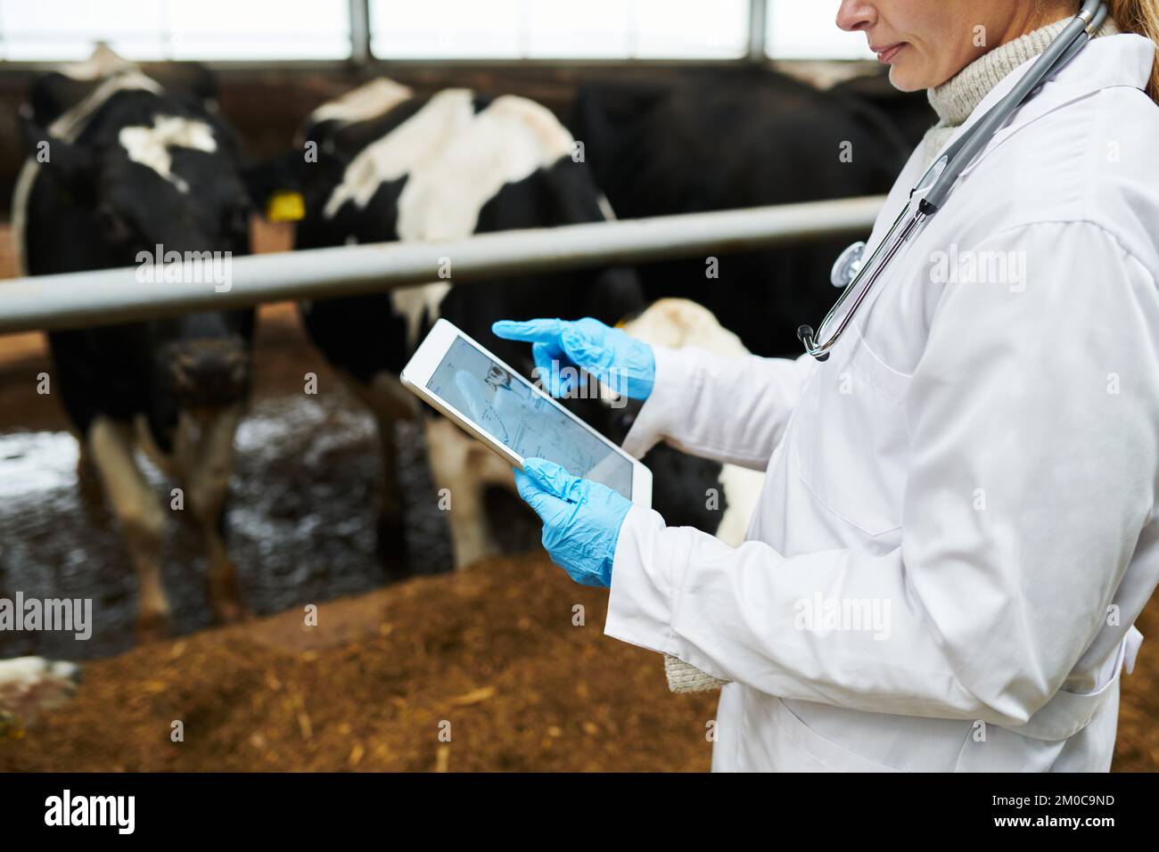 Ripresa ritagliata di giovane veterinario femminile utilizzando tablet mentre si guarda attraverso i dati medici grafici online e l'analisi da cowshed Foto Stock