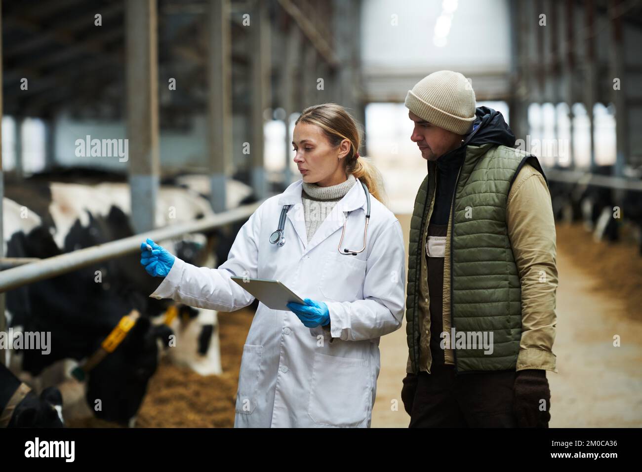 Giovane veterinario femminile in camice da laboratorio e guanti guardando termometro e parlando con l'operaio maschio di cowfarm durante il check-up di bovini Foto Stock