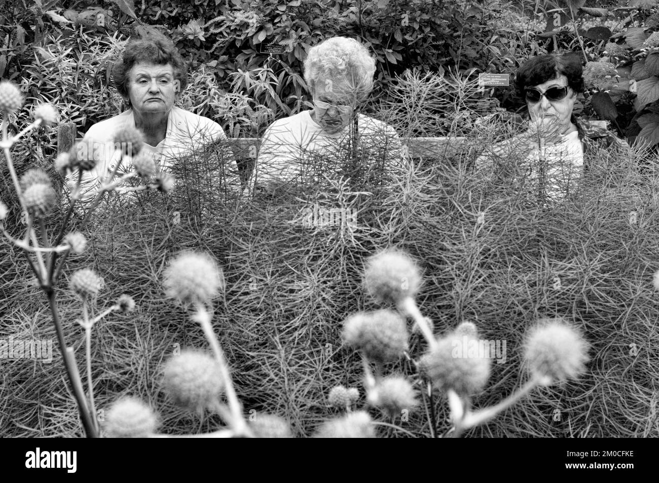 Giardino botanico di New York. Bronx River Parkway e Boulevard. New York Stati Uniti Foto Stock