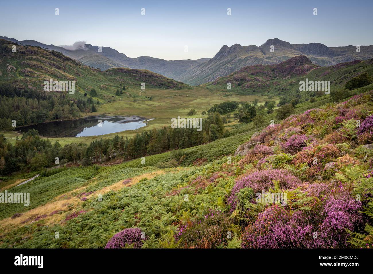 Vista dalle pendici inferiori di Lingmoor con Blea Tarn e Langdale Pikes Foto Stock