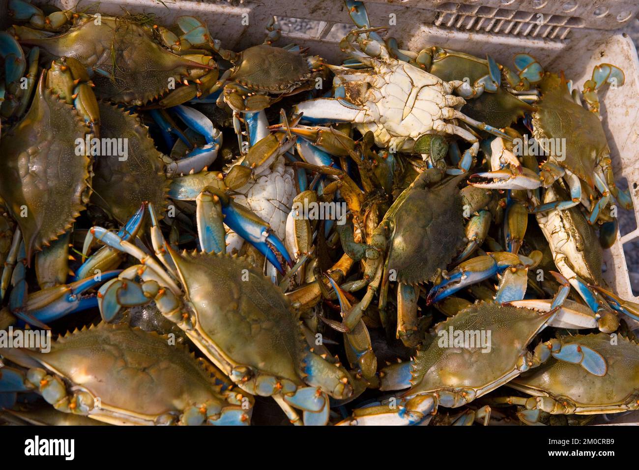 Ufficio dell'Amministratore (Lisa P. Jackson) - varie immagini (BP Oil Spill) - Salinità, temperatura, test di pH. Curtis Franklin, Dougherty Srague Environmental Inc Fornitore EPA. Foto USEPA di Eric Vance , Environmental Protection Agency Foto Stock
