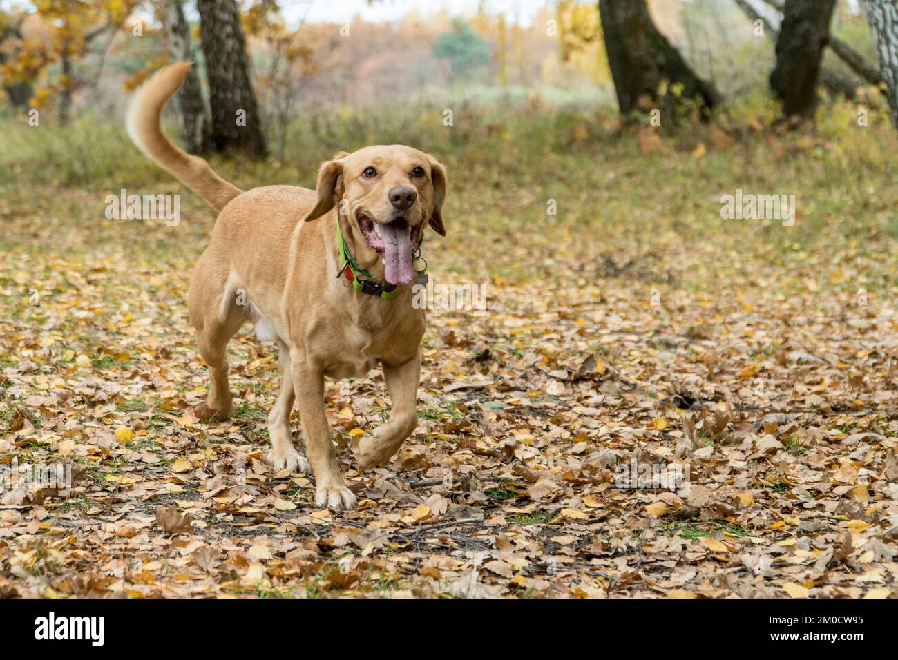 Razza mista carino foxydog che corre nella foresta in autunno. Concetto di animali domestici adottato. Il prato. Cani felici che giocano all'aperto. Foto Stock