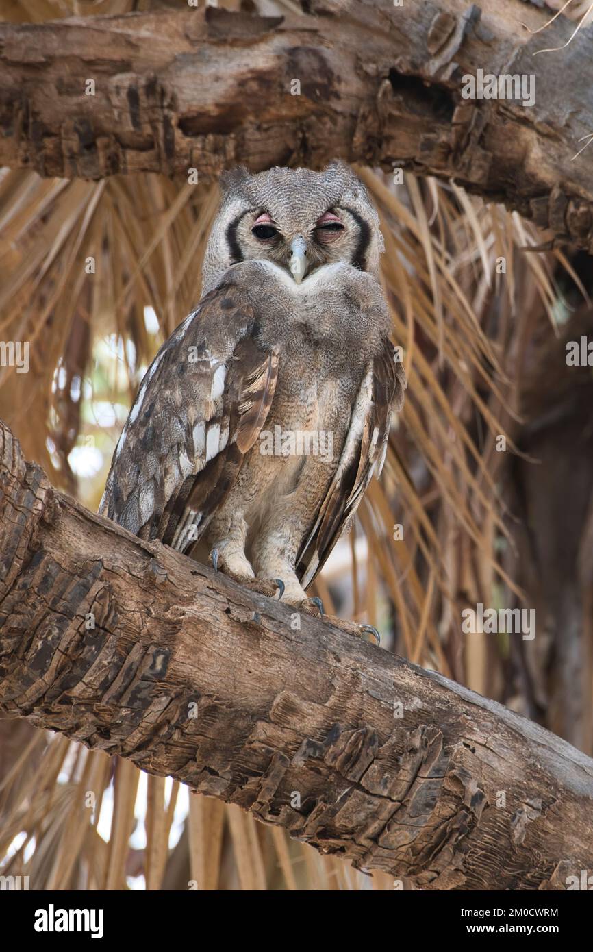 Gufo di Verreaux (Bubo Lacteus) in un roost diurno in una palma doum. Conosciuta anche come la grande aquila o civetta lattea. Foto Stock