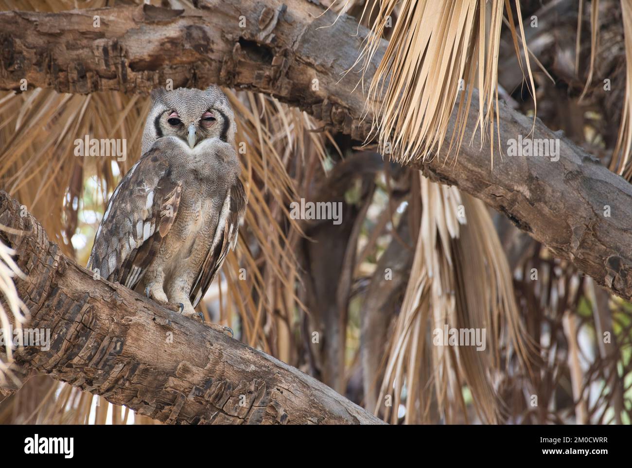 Gufo di Verreaux (Bubo Lacteus) in un roost diurno in una palma doum. Conosciuta anche come la grande aquila o civetta lattea. Foto Stock