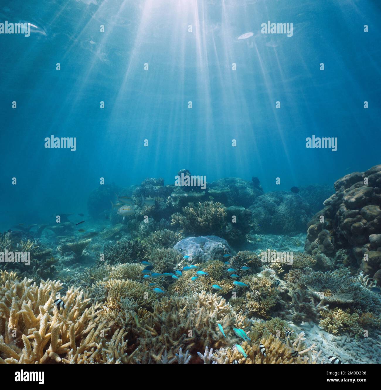 Barriera corallina e sole subacquea mare, oceano Pacifico, Oceania Foto Stock