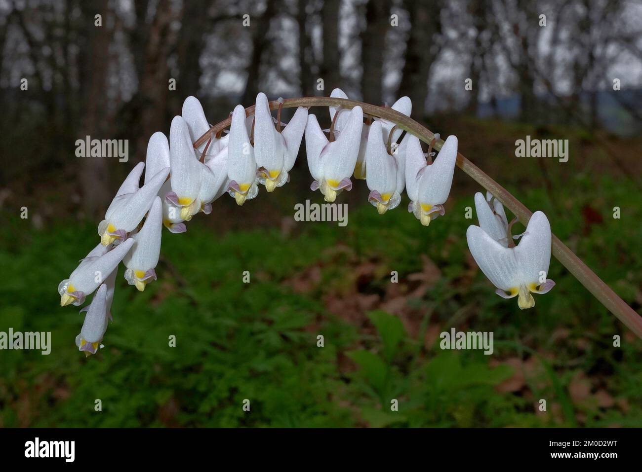 Le braghe di Dutchman sono native di ricchi boschi del Nord America orientale con una popolazione disgiunta nel bacino della Columbia. Foto Stock