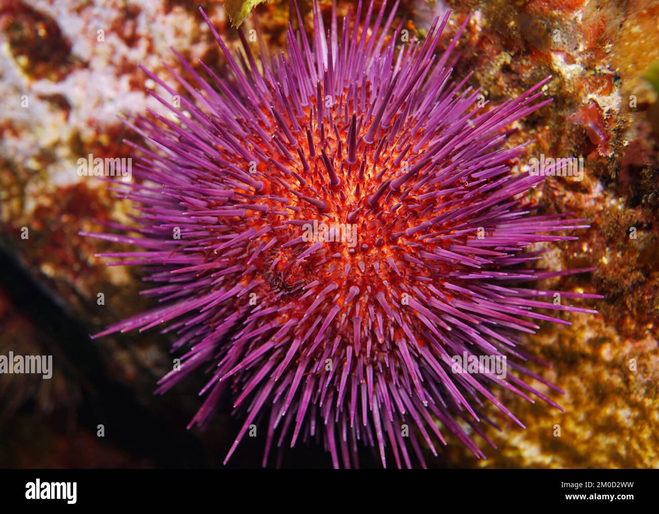 Riccio di mare viola sott'acqua, primo piano Paracentrotus lividus, oceano Atlantico, Spagna, Galizia Foto Stock