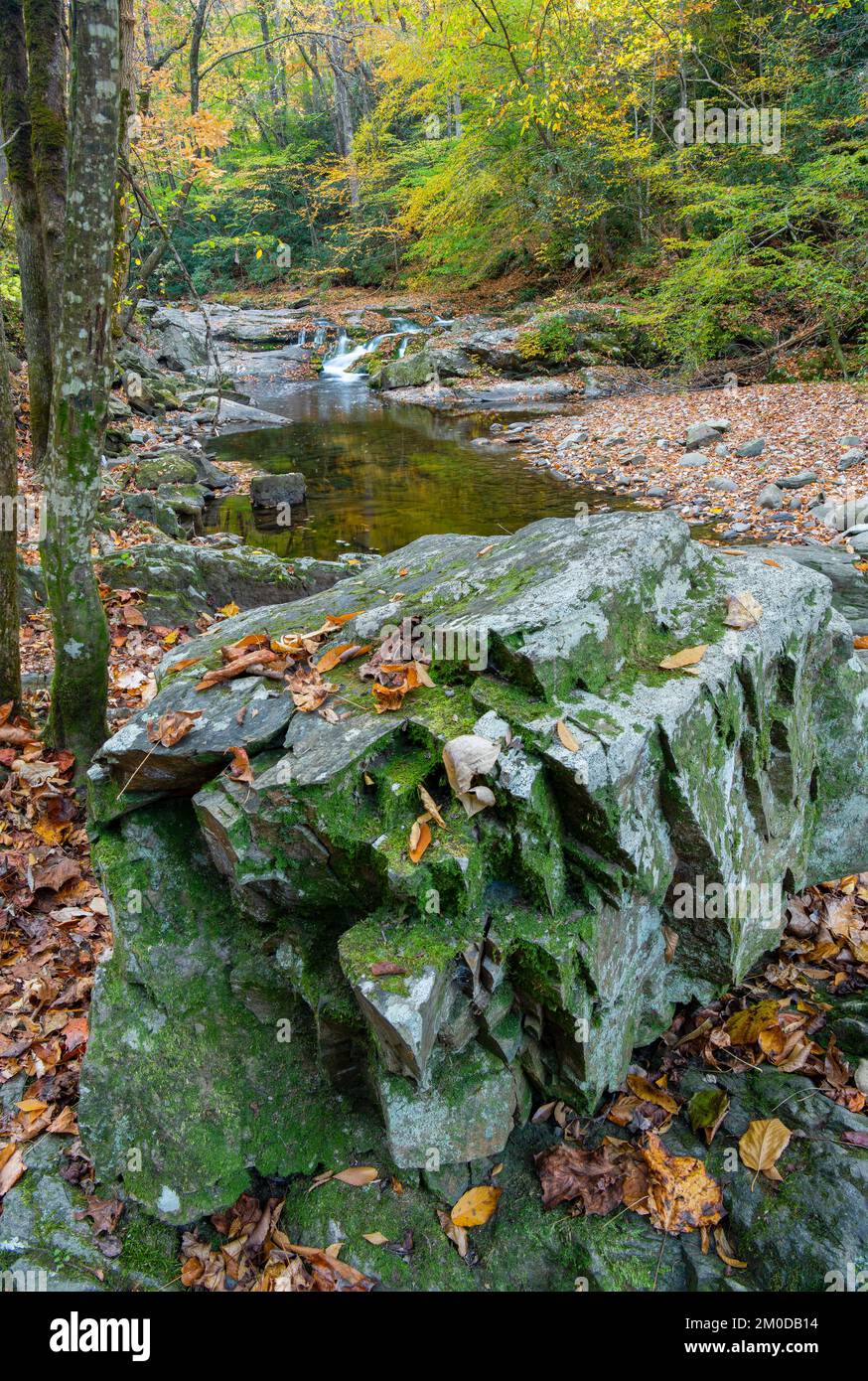 Cascata, colori autunnali, Laurel Creek. Great Smoky Mountains National Park, TN, USA, fine ottobre, di Dominique Braud/Dembinsky Photo Assoc Foto Stock