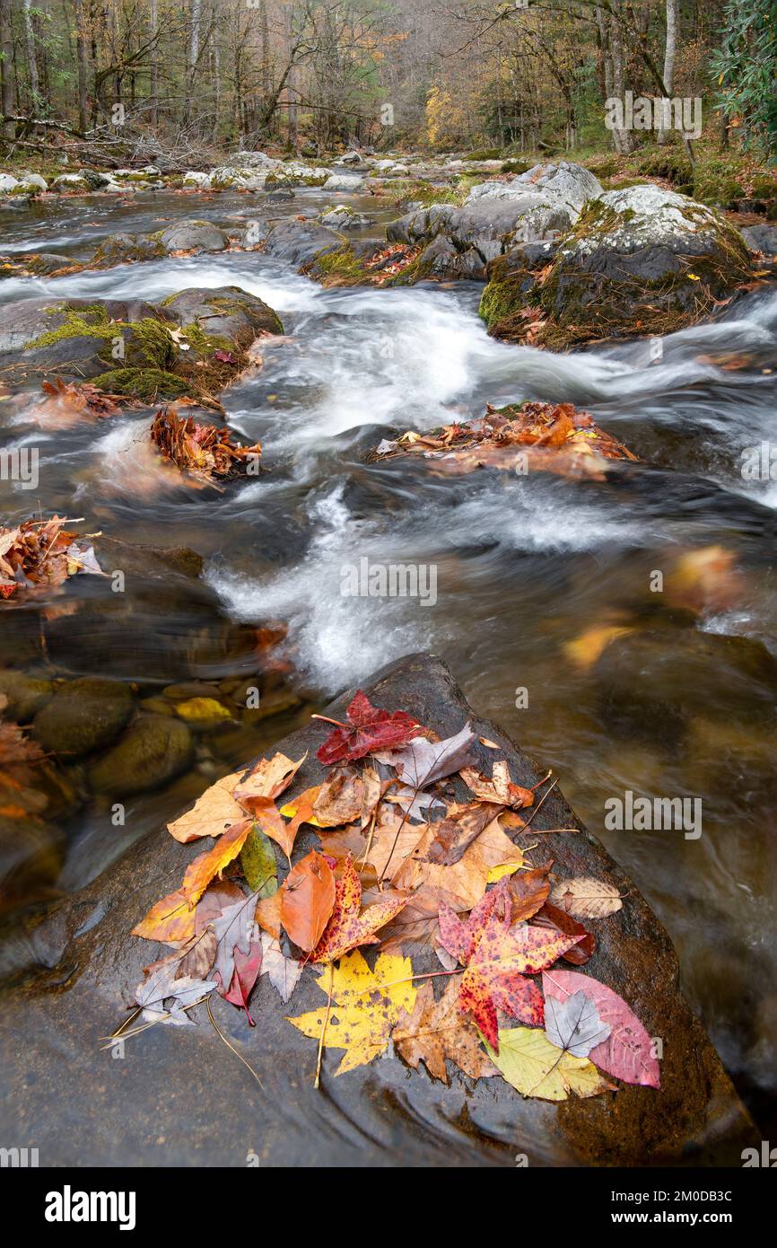 Cascata, rapide, Middle prong Little River, Autunno, Great Smoky Mountains NP, TN, USA, fine ottobre, di Dominique Braud/Dembinsky Photo Assoc Foto Stock