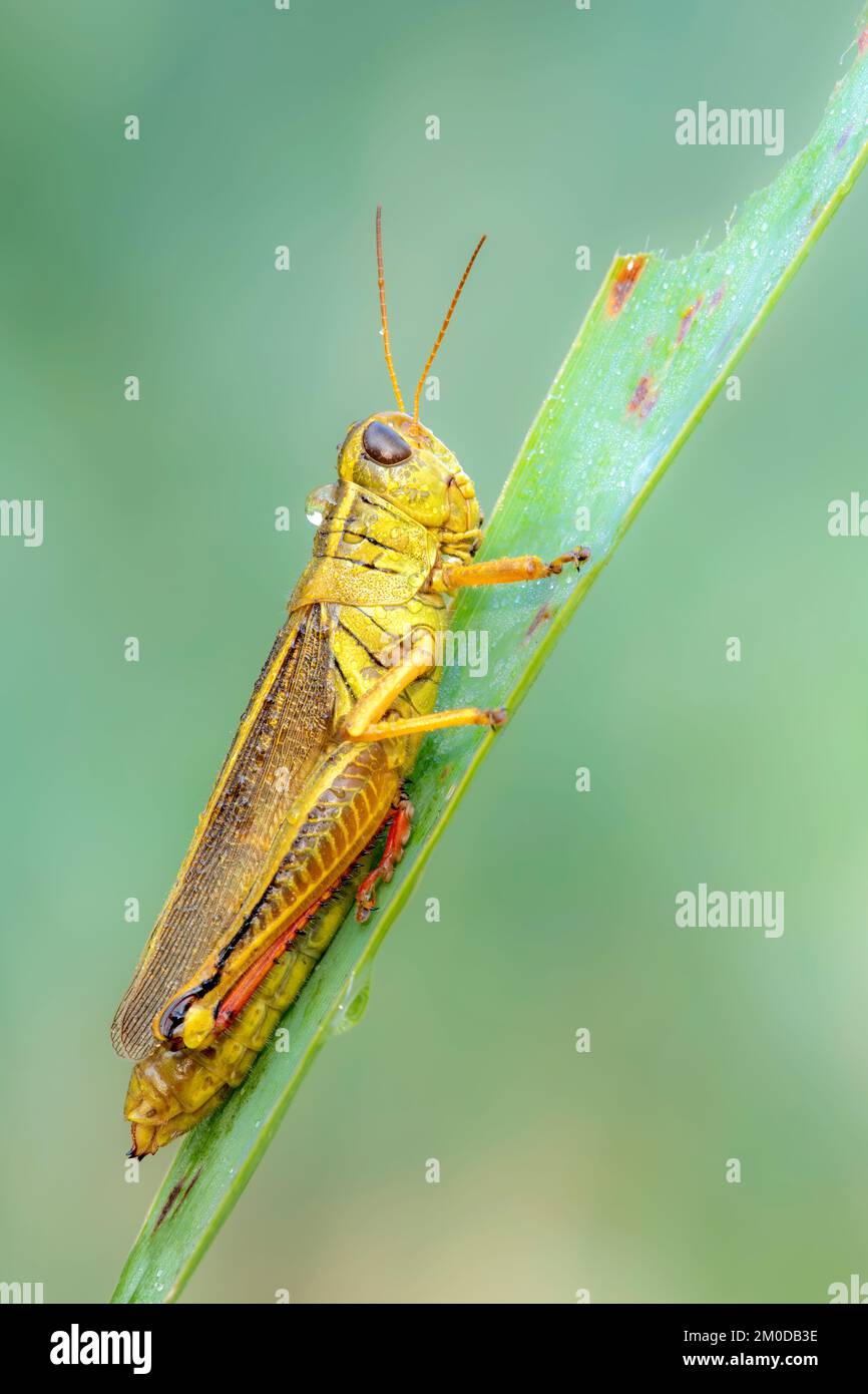 Grasshopper coperto di rugiada, Midwestern USA, di Dominique Braud/Dembinsky Photo Assoc Foto Stock