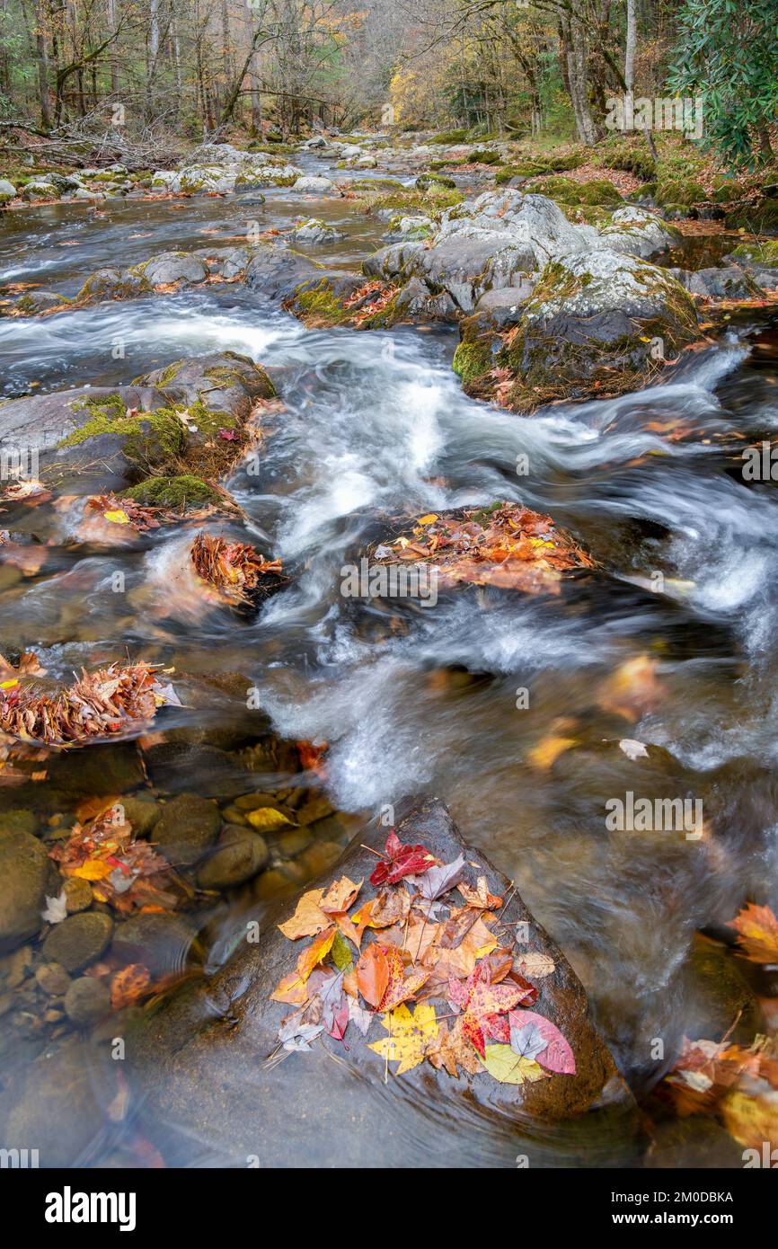 Cascata, rapide, Middle prong Little River, Autunno, Great Smoky Mountains NP, TN, USA, fine ottobre, di Dominique Braud/Dembinsky Photo Assoc Foto Stock