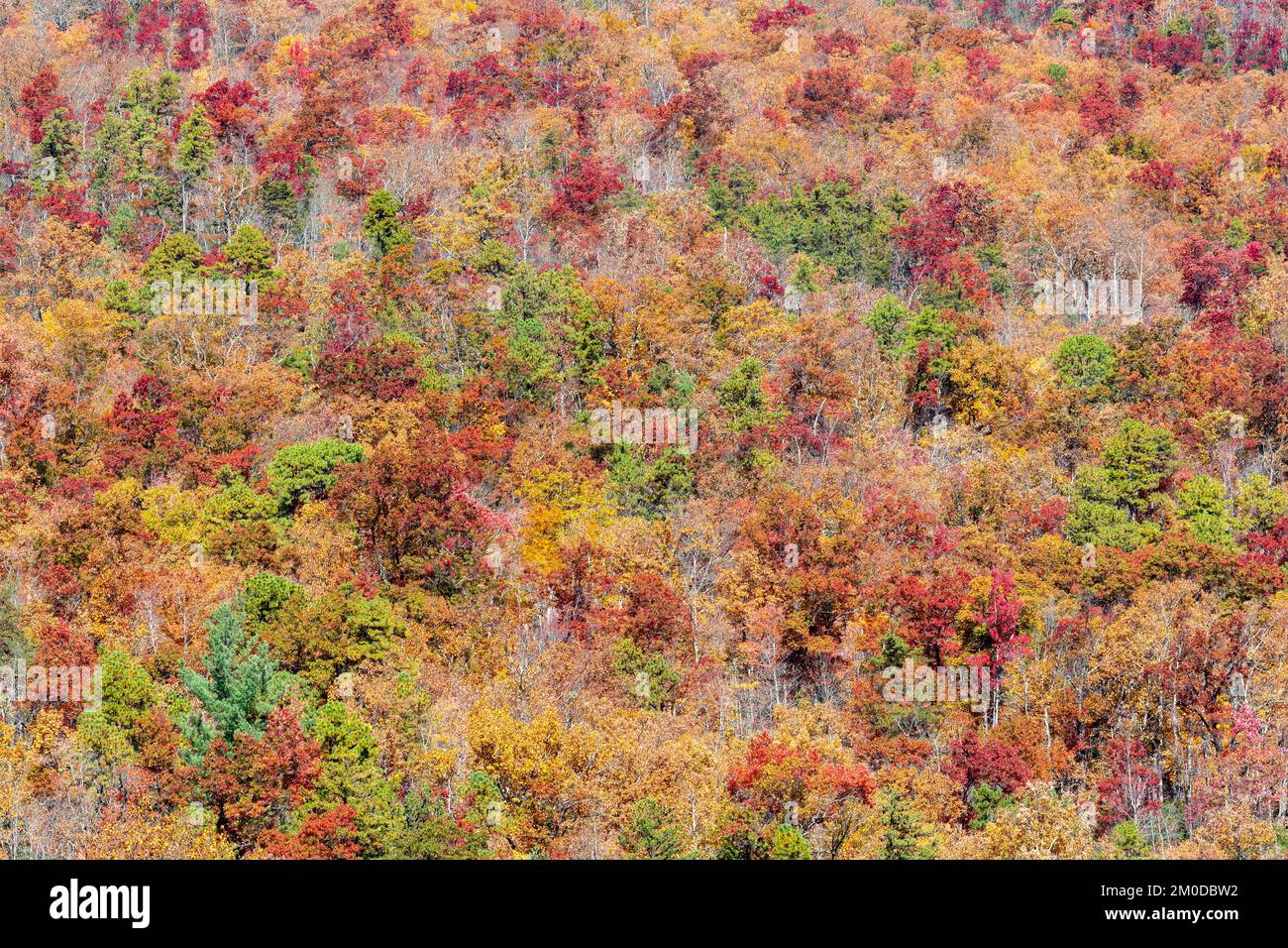 Colori autunnali nelle Great Smoky Mountains NP, TN, USA, fine ottobre, di Dominique Braud/Dembinsky Photo Assoc Foto Stock