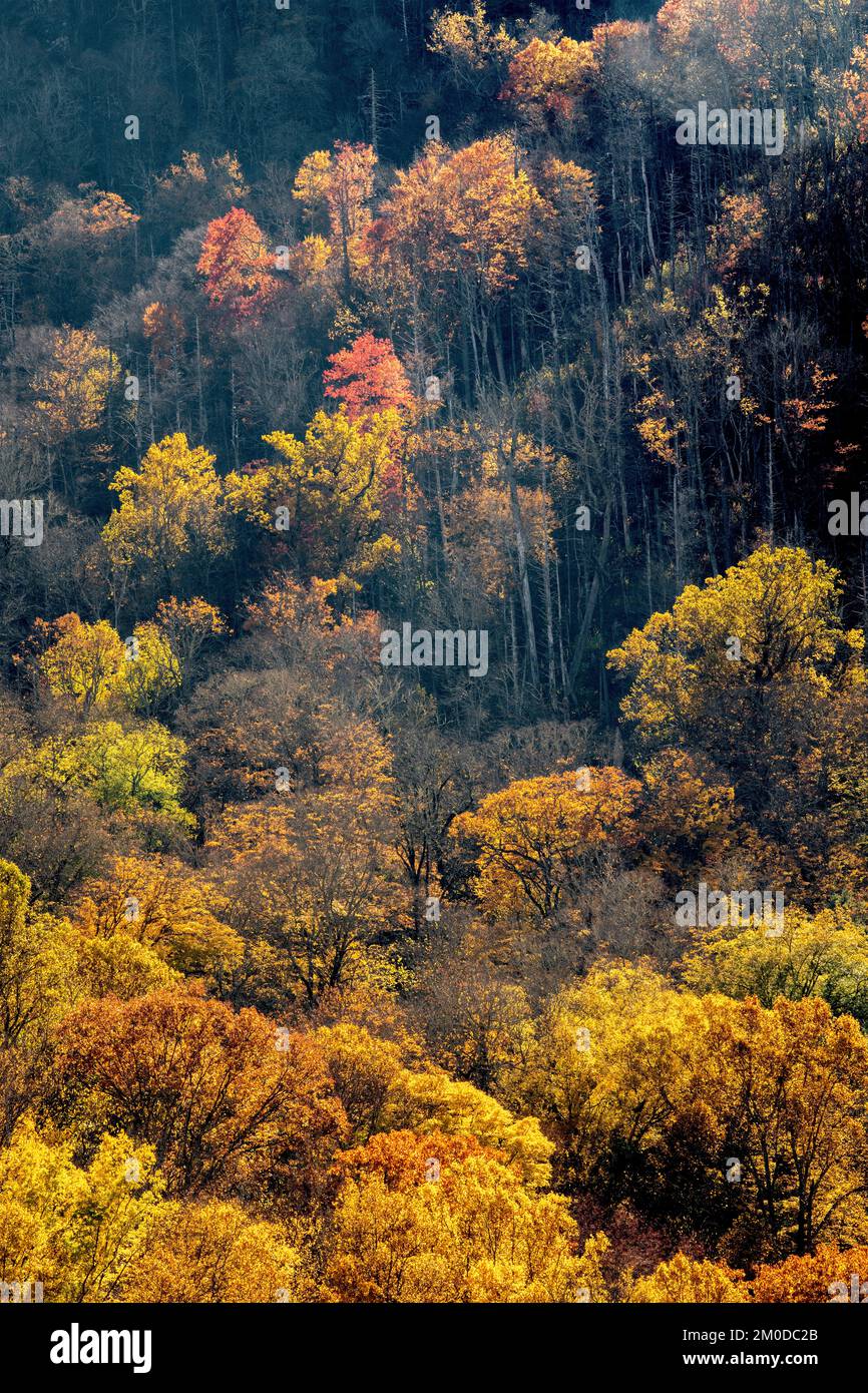 Vecchia foresta bruciata e colori autunnali in Great Smoky Mountains NP, TN, USA, fine ottobre, di Dominique Braud/Dembinsky Photo Assoc Foto Stock
