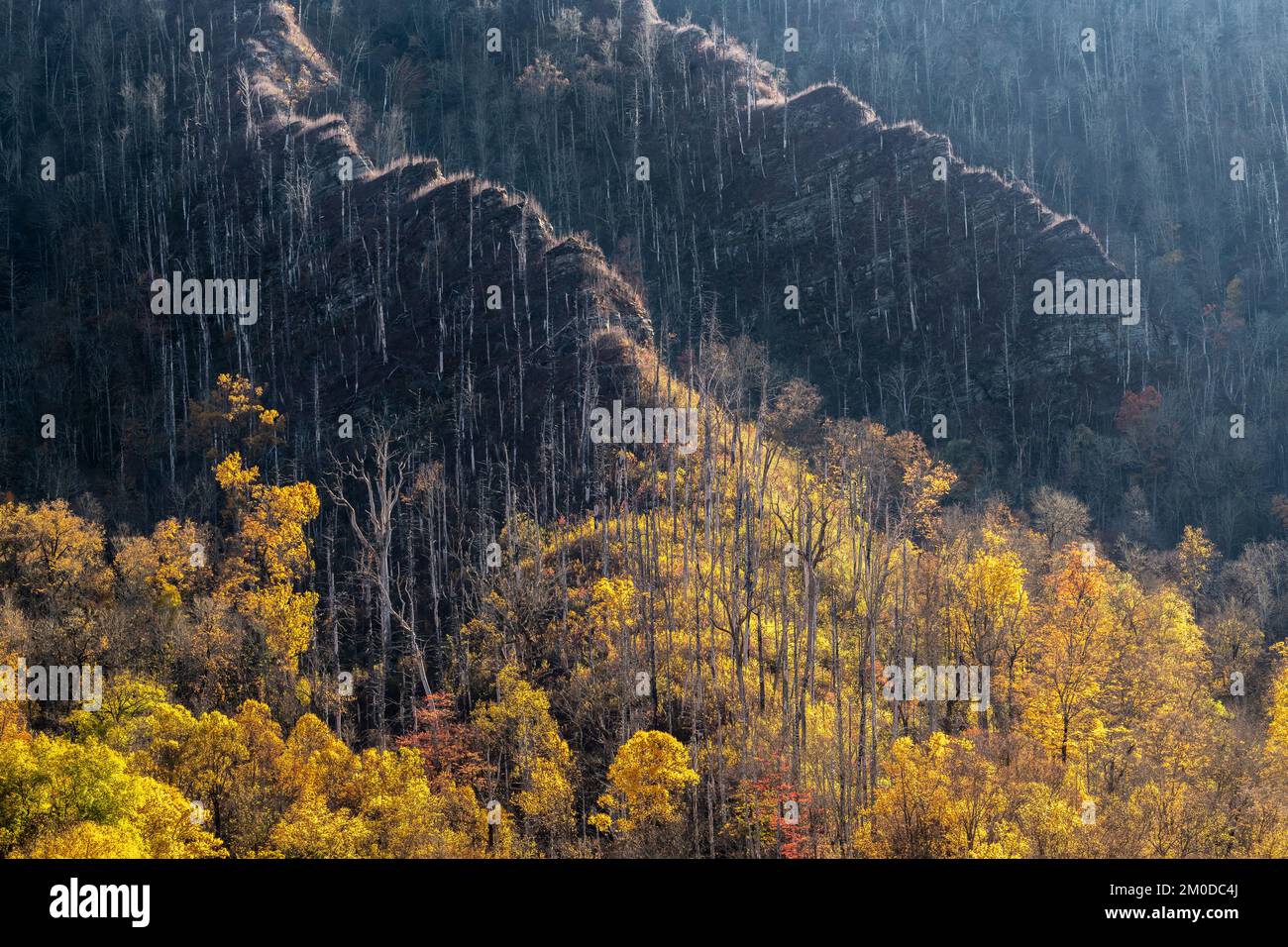 Colori autunnali in Great Smoky Mountains NP, TN, USA, contro vecchi snags di foresta bruciata, fine ottobre, di Dominique Braud/Dembinsky Photo Assoc Foto Stock